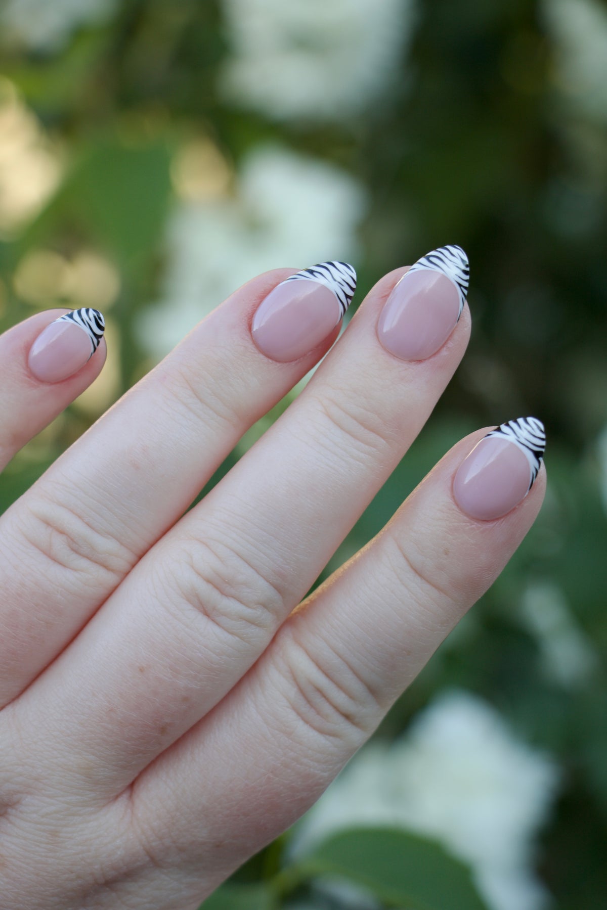 Zebra French